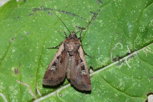 Réf. 266 011 : Euxoa obelisca